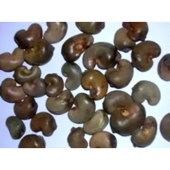 Fresh Raw Cashew Nuts 